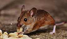 24 Hour & Emergency Exterminators in Hanscom AFB, MA
